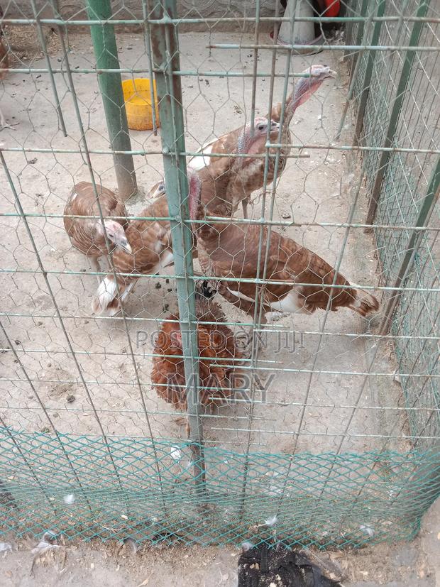 Redbourne Poults Available at 2500shs at 2mnths - main view
