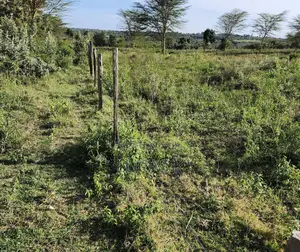 Narok Kipangas Plots