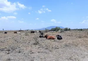 Malaa Plot on Offer