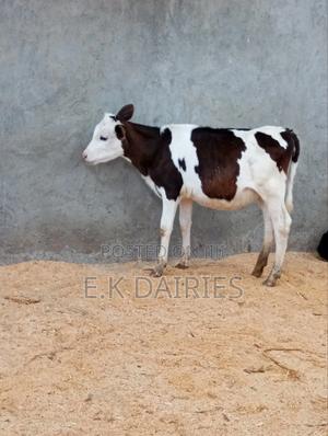 Flieckview Heifer - thumbnail 2