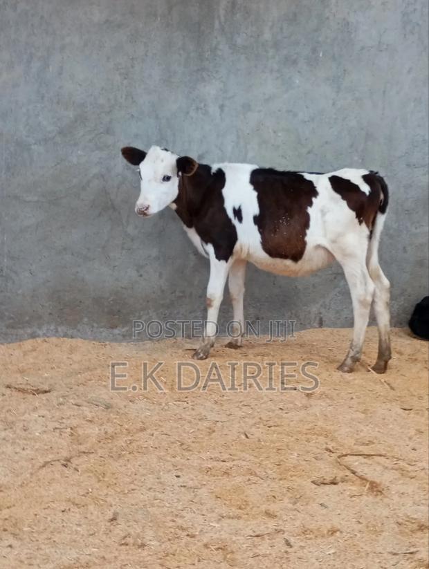 Flieckview Heifer - thumbnail 3