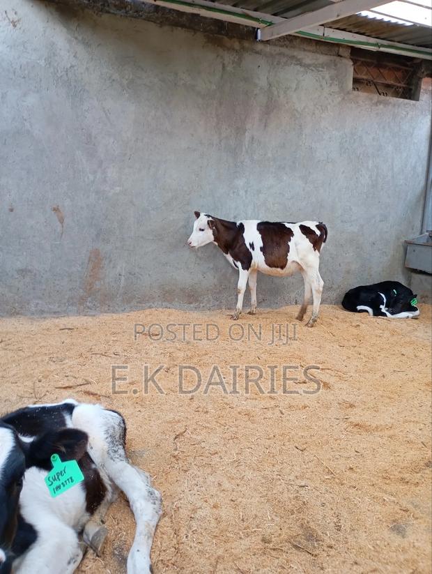 Flieckview Heifer - thumbnail 4