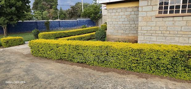 4bdrm Bungalow in Elgonview for sale - thumbnail 13