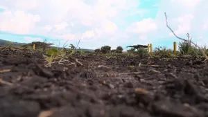 1/8 Acre Kisamis at