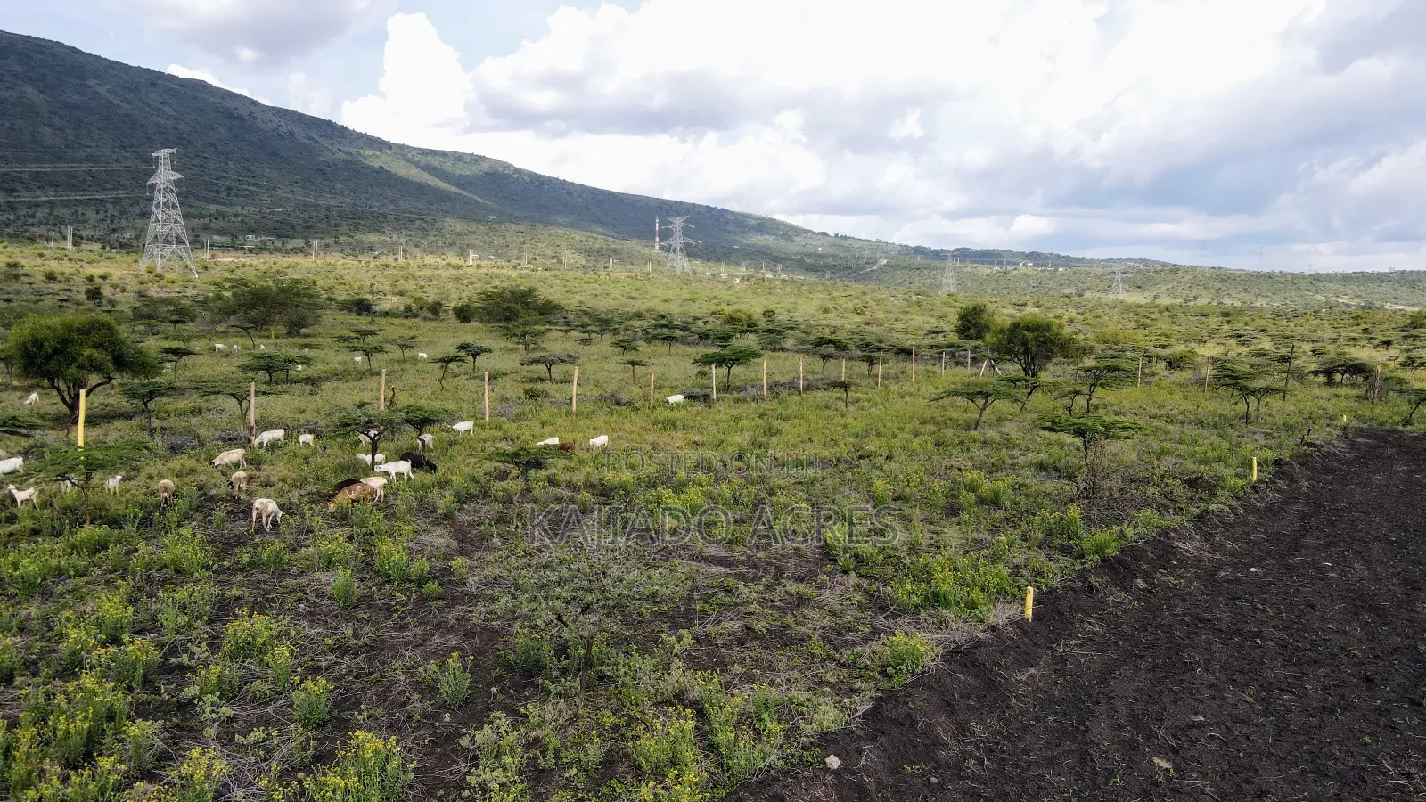 1/8 Acre Kisamis at