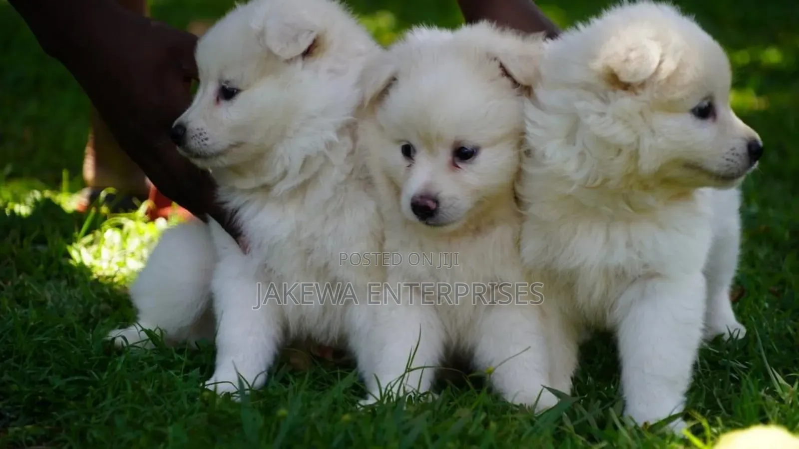 1-3 months Male Purebred Havanese