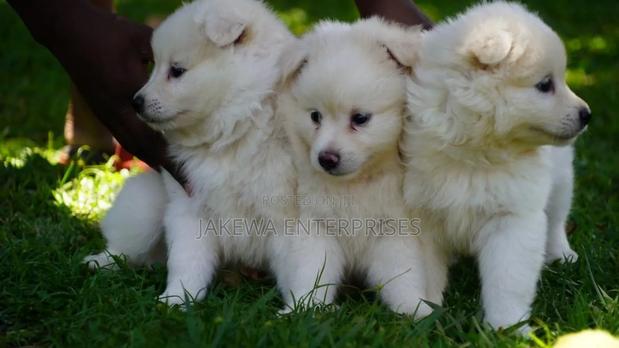 1-3 months Male Purebred Havanese