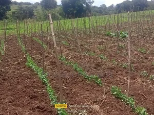 50acres Mweiga Nyeri.