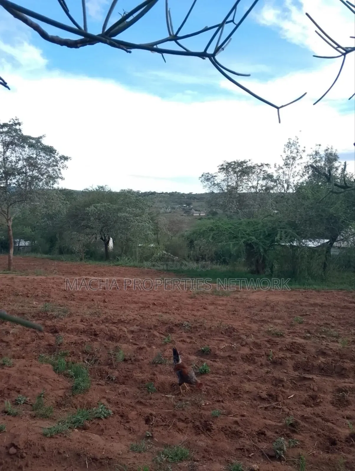 1acre Machakos -Kwamwau -Mikuyu-Red Soil