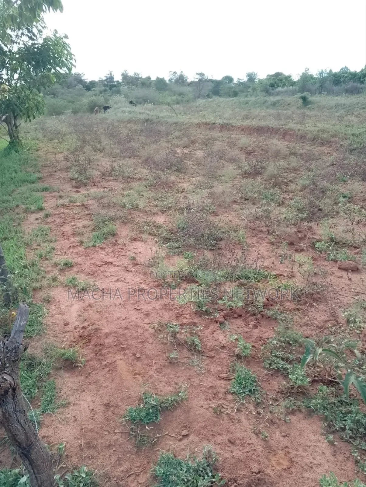 1acre Machakos -Kwamwau -Mikuyu-Red Soil