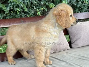 1-3 months Female Purebred Golden Retriever