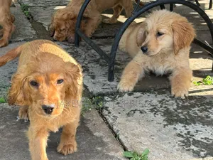 1-3 months Female Purebred Golden Retriever