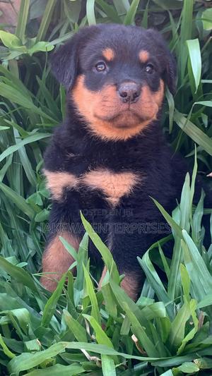 1-3 months Female Purebred Rottweiler - thumbnail 2