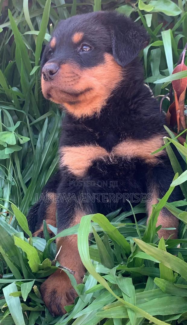 1-3 months Female Purebred Rottweiler - thumbnail 3