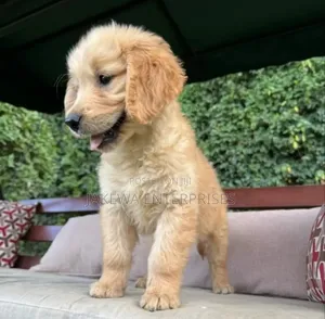 1-3 months Female Purebred Golden Retriever