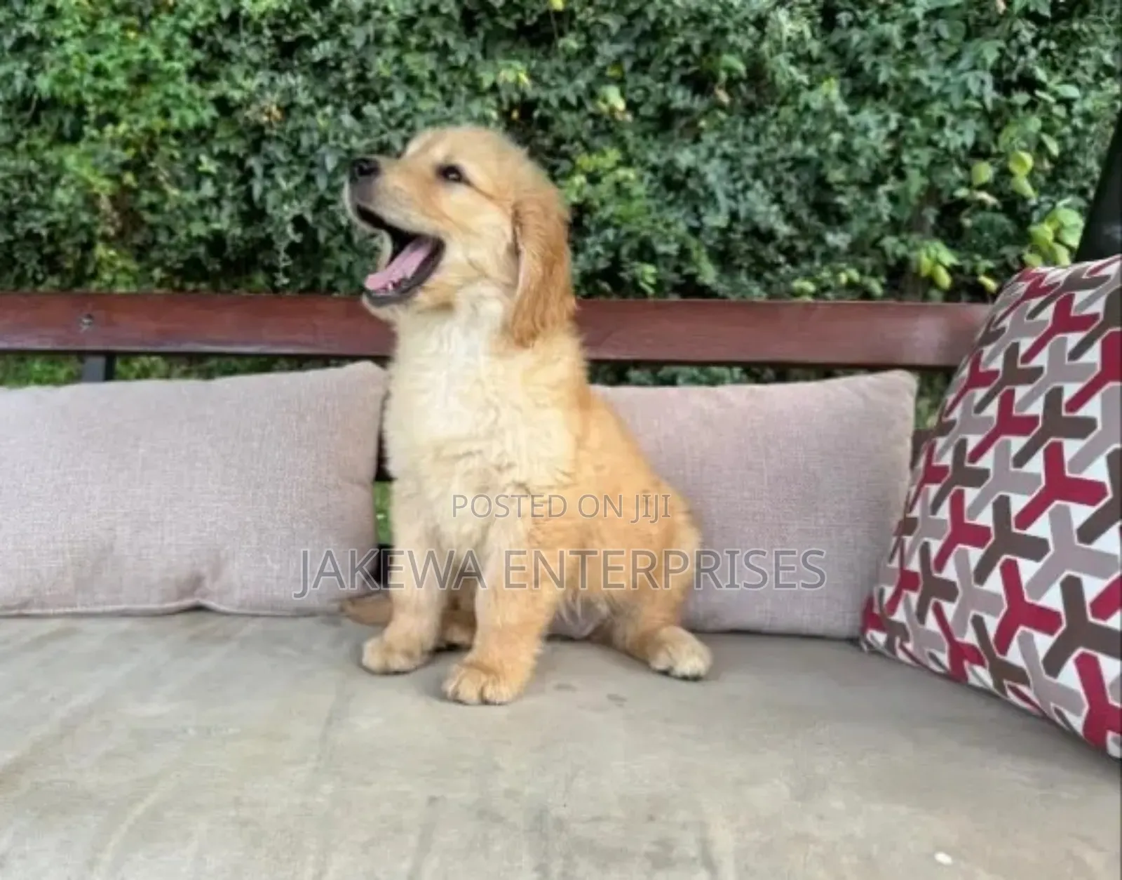 1-3 months Female Purebred Golden Retriever