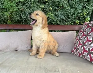 1-3 months Female Purebred Golden Retriever