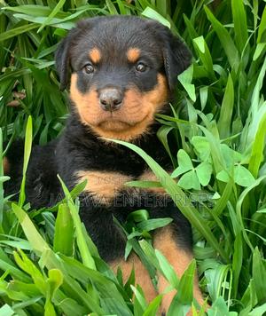 1-3 months Male Purebred Rottweiler - thumbnail 2
