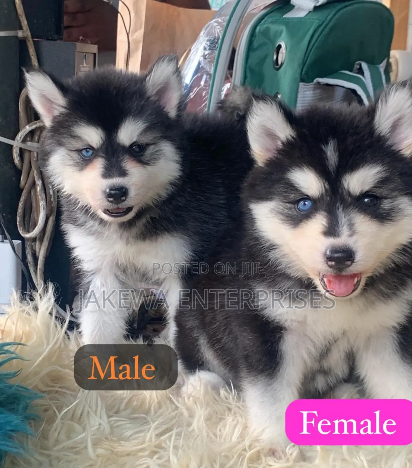 1-3 months Male Purebred Siberian Husky