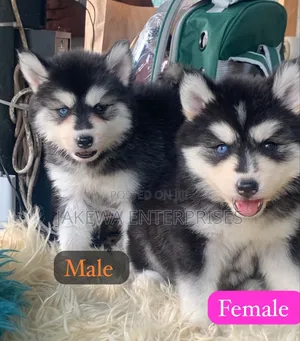 1-3 months Male Purebred Siberian Husky