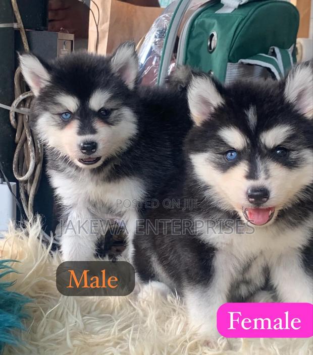 1-3 months Male Purebred Siberian Husky