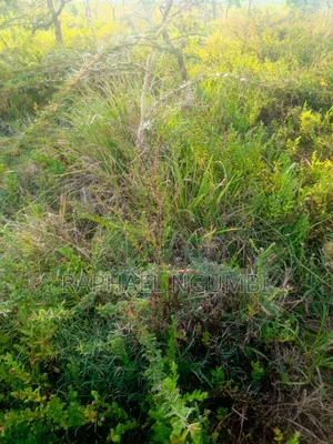 10 Acres Machakos Junction (Kindaruma)