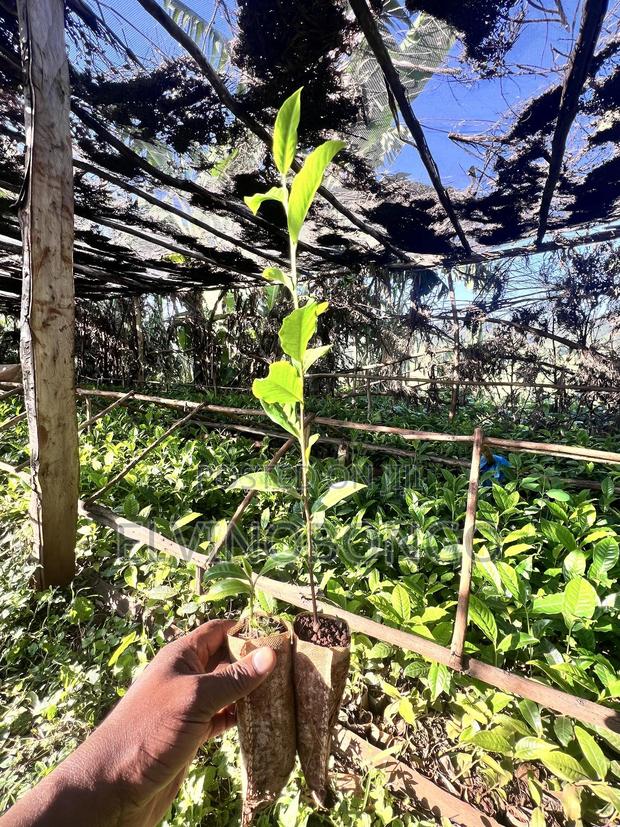 Tea Seedlings Trfk 371/8 - thumbnail 6