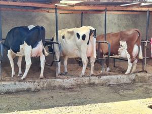 Pedigree Holstein