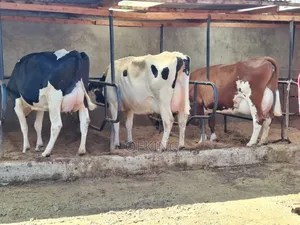 Pedigree Holstein