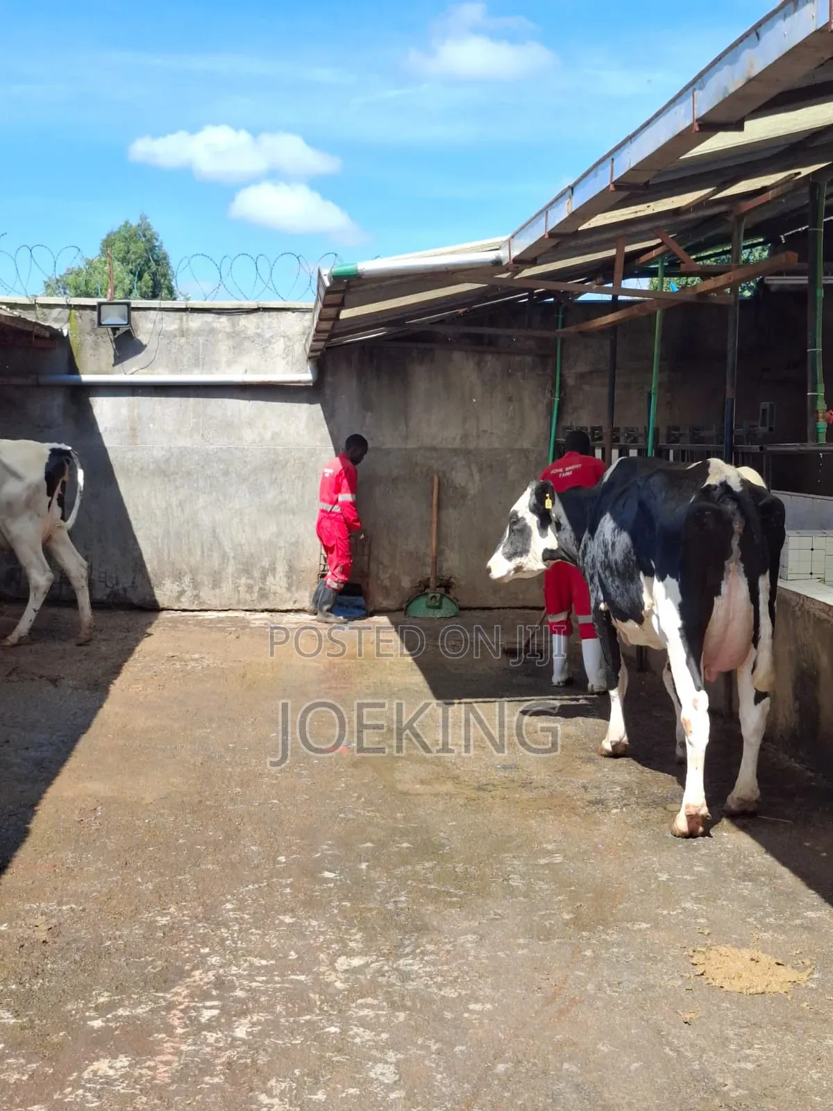 Pedigree Holstein