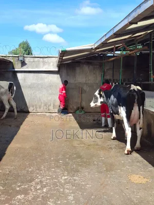Pedigree Holstein