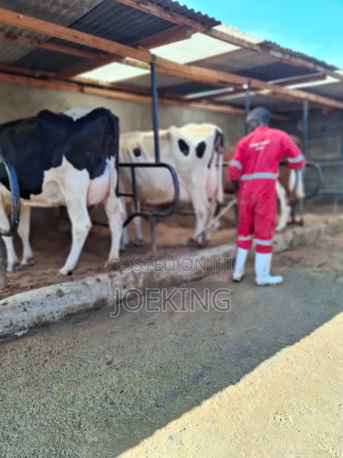 Pedigree Holstein