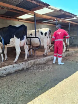 Pedigree Holstein