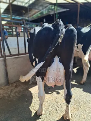 Pedigree Holstein