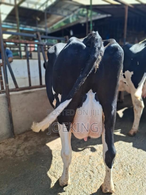 Pedigree Holstein - thumbnail 4
