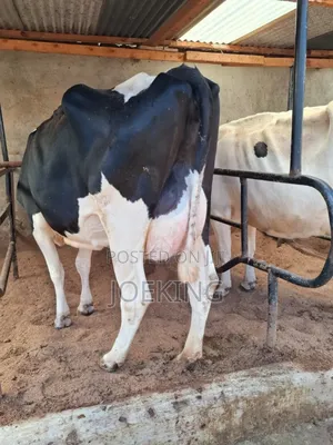 Pedigree Holstein