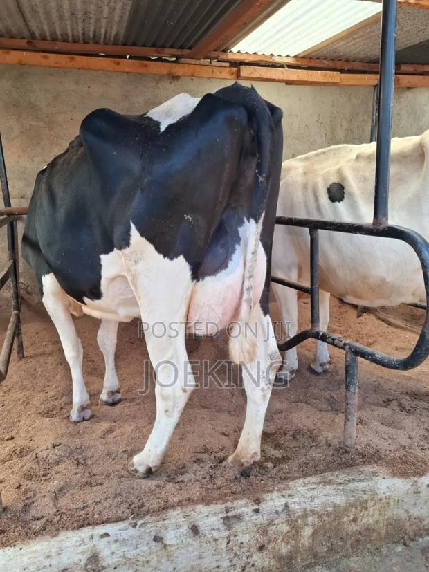 Pedigree Holstein - thumbnail 5