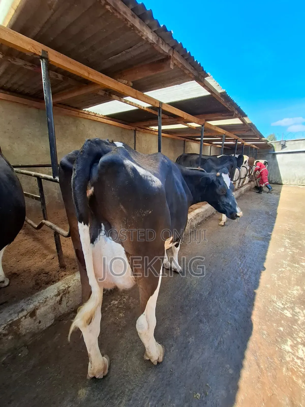 Pedigree Holstein
