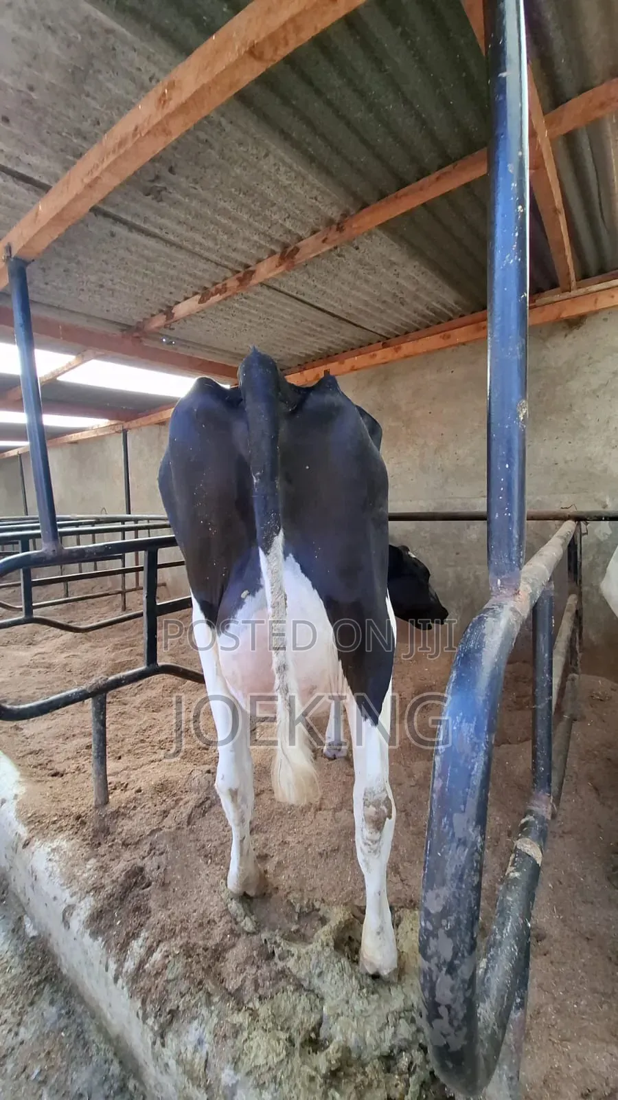 Pedigree Holstein