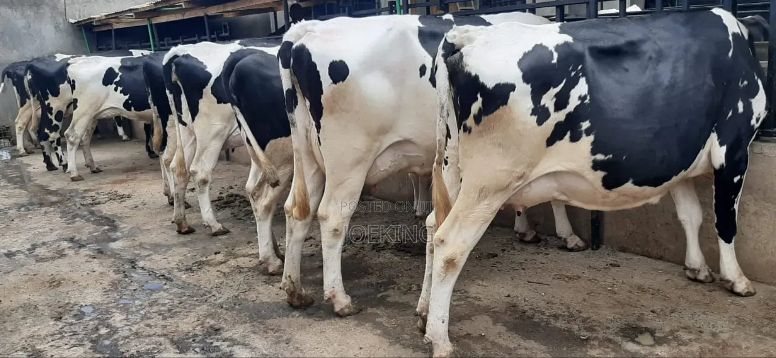 Pedigree Holstein