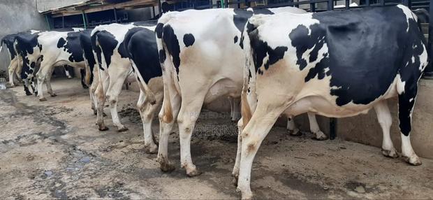 Pedigree Holstein - thumbnail 8