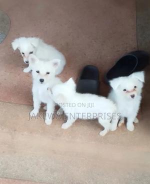 1-3 months Male Purebred Japanese Spitz - thumbnail 2