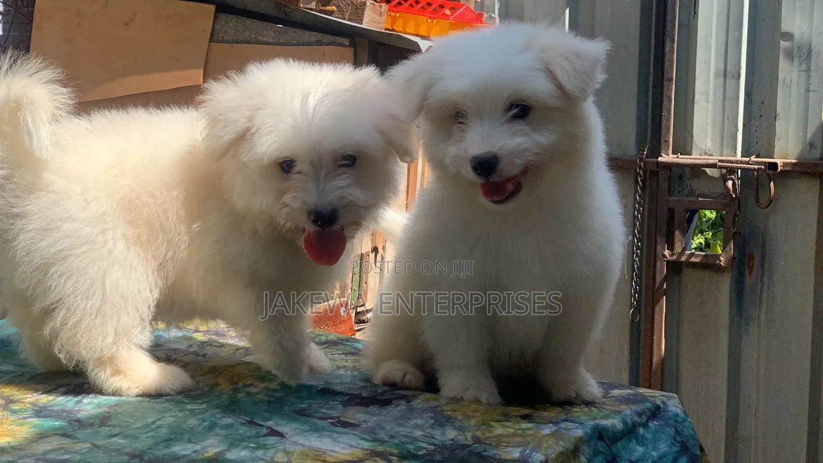 1-3 months Male Purebred Havanese