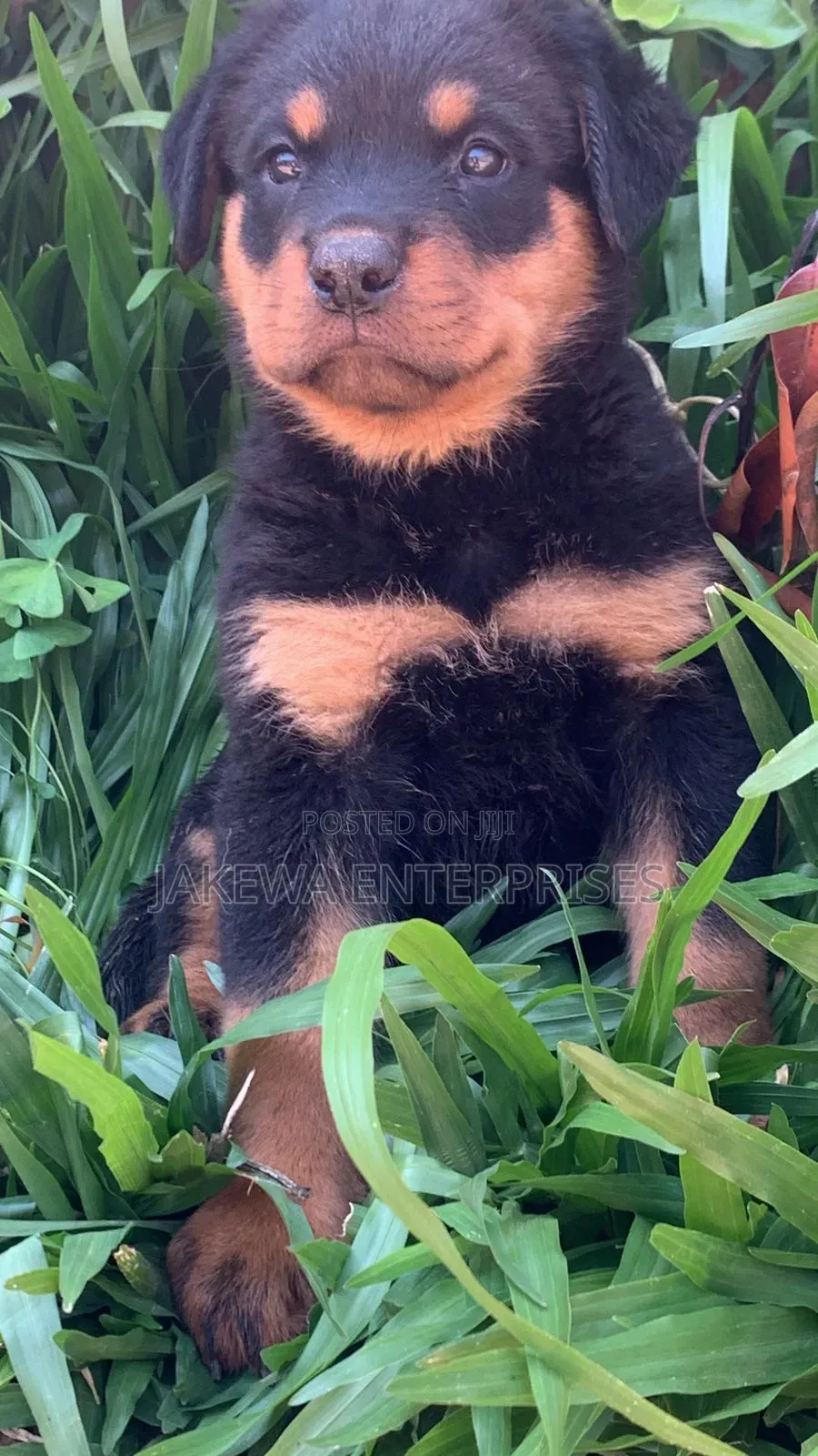 1-3 months Male Purebred Rottweiler