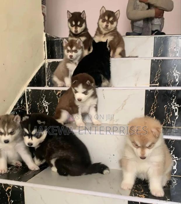 1-3 months Male Purebred Siberian Husky