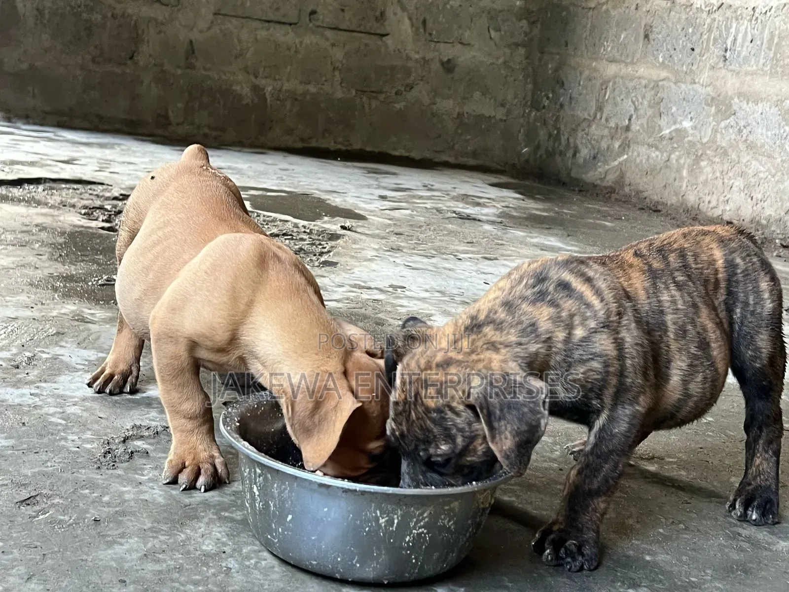 1-3 months Male Purebred Boerboel