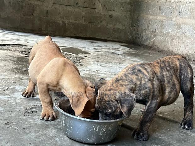 1-3 months Male Purebred Boerboel