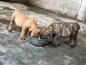 1-3 months Male Purebred Boerboel