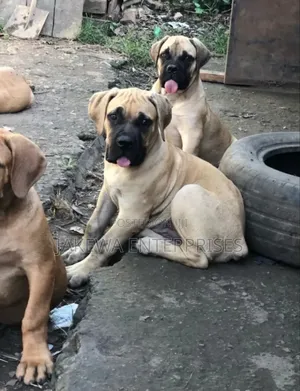 1-3 months Female Purebred Boerboel