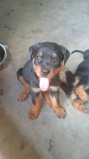 1-3 months Female Purebred Rottweiler